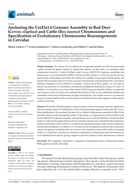 Anchoring the Cerela1.0 Genome Assembly to Red Deer