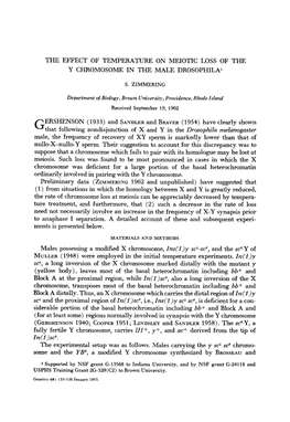 Y Chromosome in the Male Drosophila'