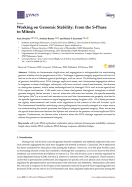 Working on Genomic Stability: from the S-Phase to Mitosis