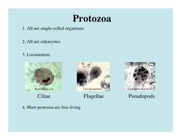 Toxoplasma Gondii