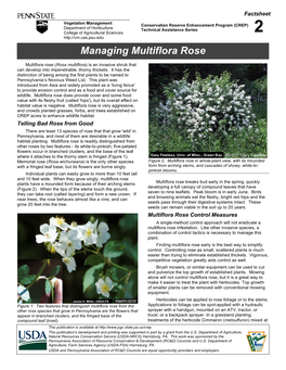 Managing Multiflora Rose