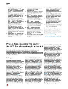 Protein Translocation: the Sec61/Secyeg Translocon