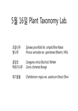 조팝나무 Spiraea Prunifolia For