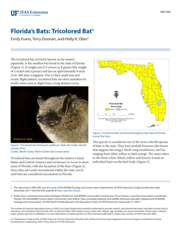 Florida's Bats: Tricolored Bat1