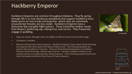 Hackberry Emperor
