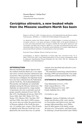 Caviziphius Altirostris, a New Beaked Whale from the Miocene Southern North Sea Basin