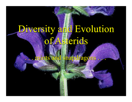 Diversity and Evolution of Asterids!