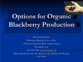 Options for Organic Blackberry Production