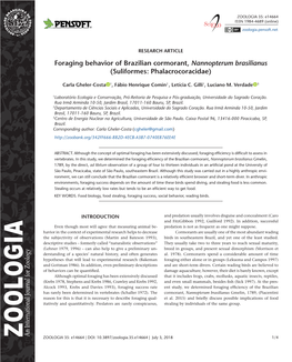 ﻿Foraging Behavior of Brazilian Cormorant, Nannopterum Brasilianus (Suliformes: Phalacrocoracidae)