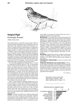 Striped Pipit Alongside Mountain Roads and Tracks