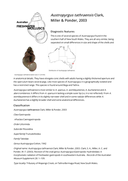 Austropyrgus Tathraensis Clark, Miller & Ponder, 2003