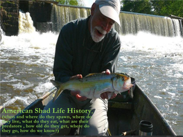 American Shad Life History