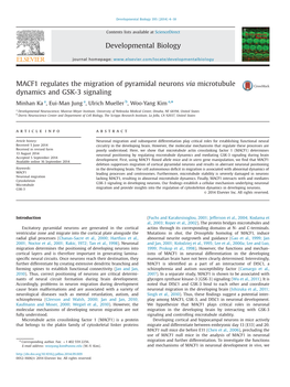 MACF1 Regulates the Migration of Pyramidal Neurons Via Microtubule Dynamics and GSK-3 Signaling