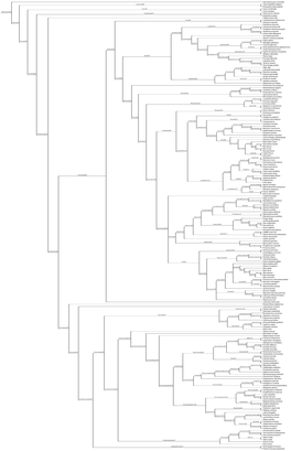 Saccharomyces.Cerevisiae Caenorhabditis.Elegans Drosophila