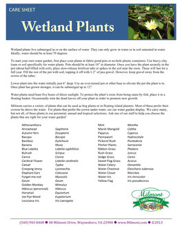 Wetland Plants