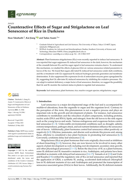 Counteractive Effects of Sugar and Strigolactone on Leaf Senescence of Rice in Darkness