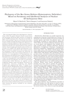 Phylogeny of the Bee Genus Halictus (Hymenoptera: Halictidae) Based on Parsimony and Likelihood Analyses of Nuclear EF-1A Sequen