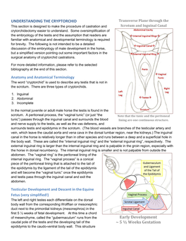 Transverse Plane Through the Scrotum and Inguinal Canal