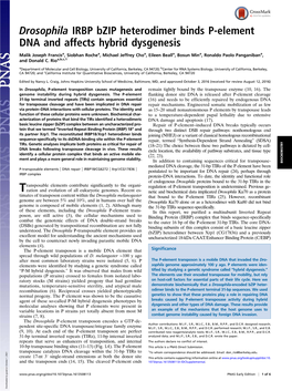 Drosophila IRBP Bzip Heterodimer Binds P-Element DNA and Affects Hybrid Dysgenesis