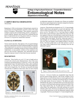 CARPET BEETLE DERMATITIS on Abdominal Segments Five Through Seven