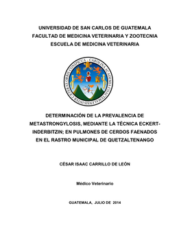 En Pulmones De Cerdos Faenados En El Rastro Municipal De Quetzaltenango
