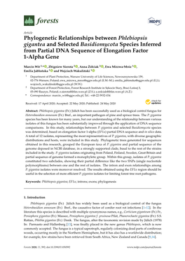 Phylogenetic Relationships Between Phlebiopsis Gigantea and Selected Basidiomycota Species Inferred from Partial DNA Sequence of Elongation Factor 1-Alpha Gene