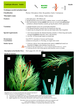 Caulerpa Obscura Sonder !