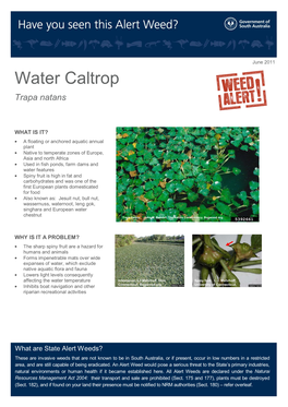 Water Caltrop Trapa Natans