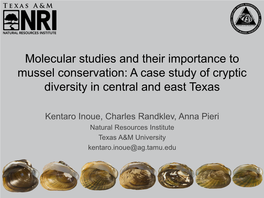 Molecular Studies and Their Importance to Mussel Conservation: a Case Study of Cryptic Diversity in Central and East Texas