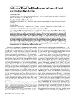 Patterns of Floral Bud Development in Canes of Erect and Trailing Blackberries