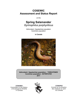 Spring Salamander (Gyrinophilus Porphyriticus) in Canada, Prepared Under Contract with Environment Canada