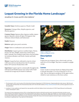 Loquat Trees Are Evergreen, Have a Short Trunk, and May 1,000 Years and Was Introduced Into the US Sometime Reach 20 to 35 Ft in Height