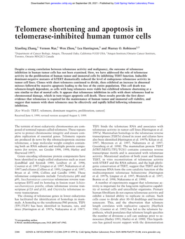 Telomere Shortening and Apoptosis in Telomerase-Inhibited Human Tumor Cells