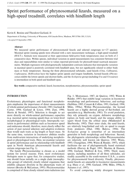 Sprint Performance of Phrynosomatid Lizards, Measured on a High-Speed Treadmill, Correlates with Hindlimb Length