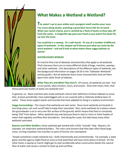 What Makes a Wetland a Wetland?