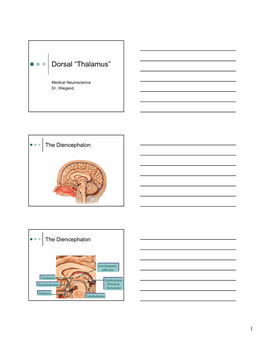 Dorsal “Thalamus”