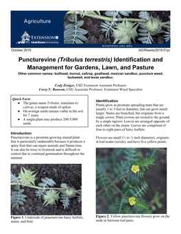 Puncturevine (Tribulus Terrestris)