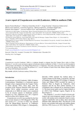 A New Report of Craspedacusta Sowerbii (Lankester, 1880) in Southern Chile