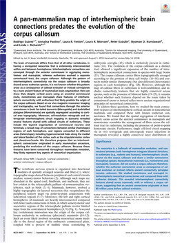 A Pan-Mammalian Map of Interhemispheric Brain Connections Predates the Evolution of the Corpus Callosum