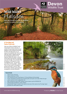 Halsdon Enjoy the Woods and Water of ‘Ravilious Country’ in a Walk for All Seasons