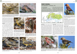 PARROT CROSSBILL Loxia Pytyopsittacus Borkhausen, 1793