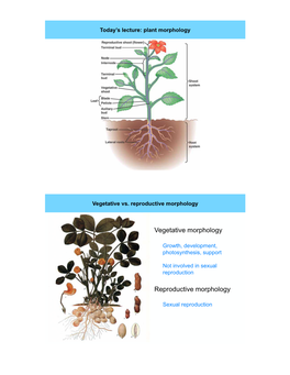 Vegetative Vs. Reproductive Morphology