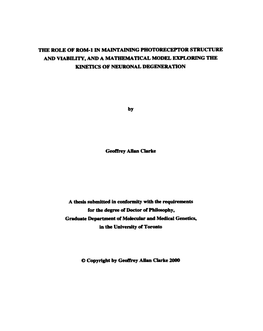 THE ROLE of ROM-1 in MAPNTAINING PHOTORECEPTOR STRUCTURE AM) VUBILITY, and a MATHEMATICAL MODEL EXPLOIUNG the Icinetics of NEURONAL DEGENERATION