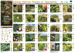 Edible Native Plants Cheeseberry Leptecophylla Juniperina Coast Beardheath Or Native Currant Coast Daisybush Olearia Axillaris Coastal Wattle Acacia Longifolia Subsp