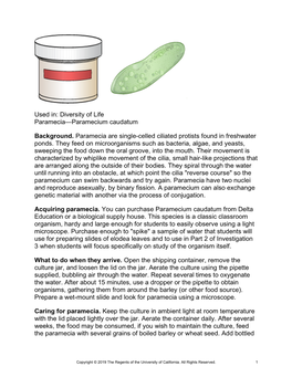 Diversity of Life Paramecia—Paramecium Caudatum