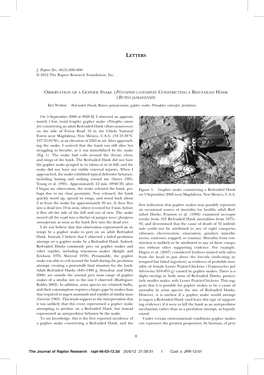 Observation of a Gopher Snake (Pituophis Catenifer)Constricting a Red-Tailed Hawk (Buteo Jamaicensis)