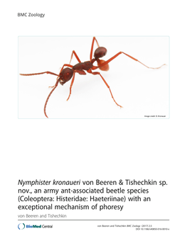 Nymphister Kronaueri Von Beeren & Tishechkin Sp. Nov., an Army Ant