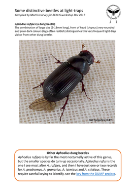 Distinctive Beetles in Light-Traps