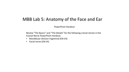 MBB Lab 5: Anatomy of the Face and Ear