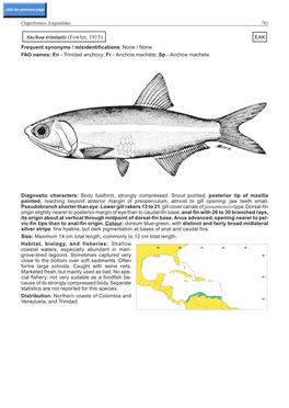 Anchoa Trinitatis (Fowler, 1915) EAK Frequent Synonyms / Misidentifications: None / None